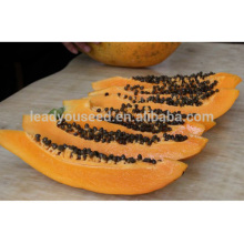 PA01 элегантный хорошее качество гибридных оптом посадка семян папайи 